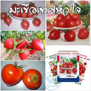 เมล็ดมะเขือเทศหัวใจ 200 เมล็ด  Pink OXheart Tomato/Tomato Berry***ศึกษาวิธีการเพาะได้ในรายละเอียดสินค้า***