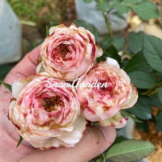 กุหลาบ 🌹fruit (ติดดอก) ฟรุต กลิ่นหอม บานทน เหมือนผลไม้ กุหลาบตามหา แบบถุง✨