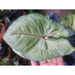 Syngonium T24 ต้นไม้ฟอกอากาศ