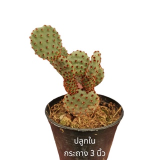 โอพันเทีย​ มิกกี้เม้า หนามแดง Cactus​ แคคตัส กระบองเพชร​ ไม้อวบน้ำ​ หูกระต่าย​​ เสมา