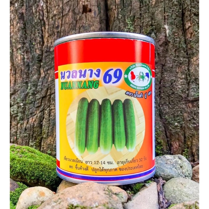 แตงกวา เมล็ดแตงกวา เมล็ดพันธุ์แตงกวา แตงกวาดกๆ แตงกวาพันธุ์นวลนาง69