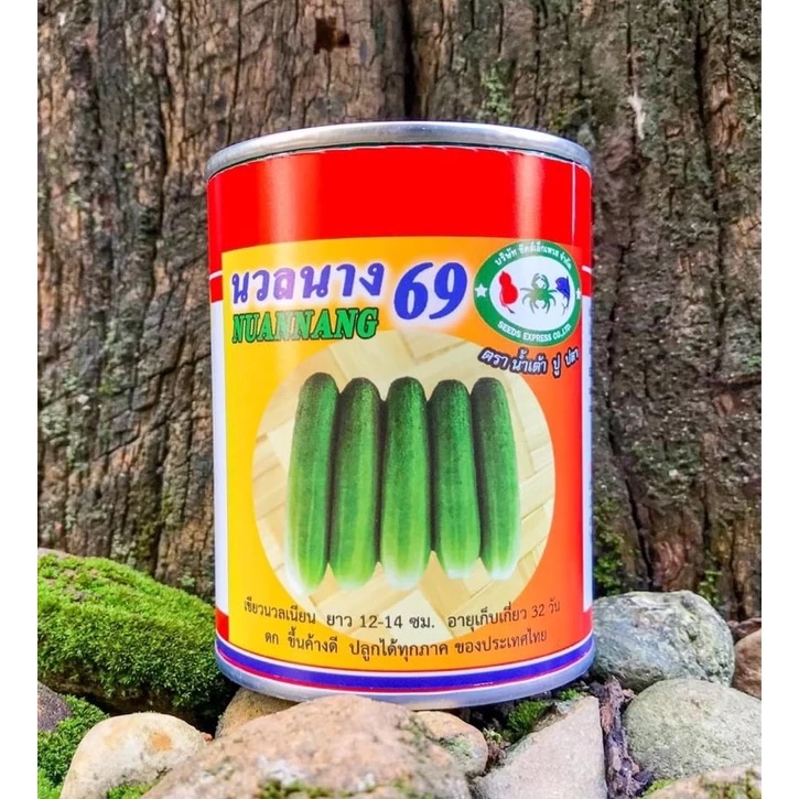 แตงกวา เมล็ดแตงกวา เมล็ดพันธุ์แตงกวา แตงกวาดกๆ แตงกวาพันธุ์นวลนาง69 ขนาด100กรัม