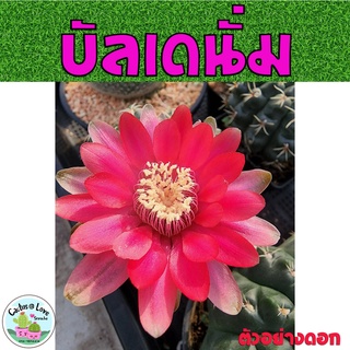 บัลเดียนัม Gymnocalycium baldianum กระบองเพชร