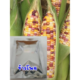 เมล็ดข้าวโพด สายพันธุ์ต่าง ๆ