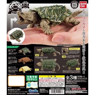 กาชาปองเต่า Kame Tortoise vol.03 งานแท้ญี่ปุ่น [เลือกแบบได้].