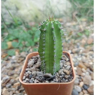 Euphorbia fruticosa🌵