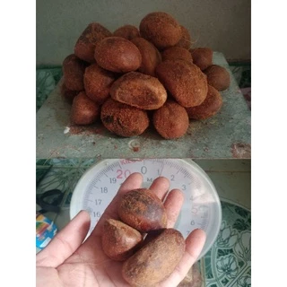 เม็ดทุเรียนนกทุเรียนป่า
