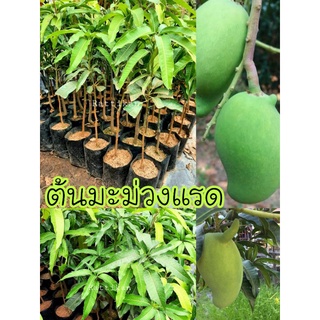 ต้นมะม่วงแรด🌱☘ เป็นมะม่วงพันธ์เบา เจริญเติบโตเร็ว มีลักษณะเป็นพุ่มค่อนข้างทึบ