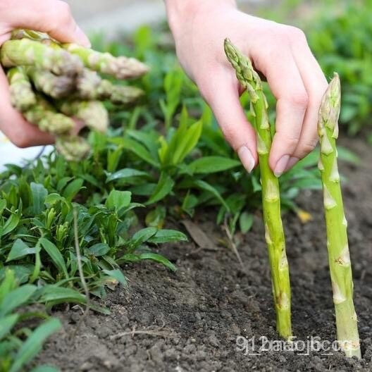 เมล็ดพันธุ์ seeds เมล็ดพันธุ์ หน่อไม้ฝรั่งเมรี่ วอชิงตัน -  Mary Washington Asparagus นำเข้าแท้ 100%  60 เมล็ดพร้อมส่งหญ