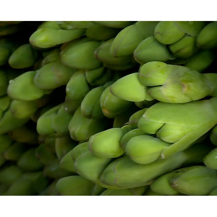 เมล็ดผัก ผักพาย คันจอง ตาลปัตรฤาษี ผักก้านจอง  ผักสมุนไพรพื้นบ้าน ซองละ 500 เม็ด - รูปที่ 6