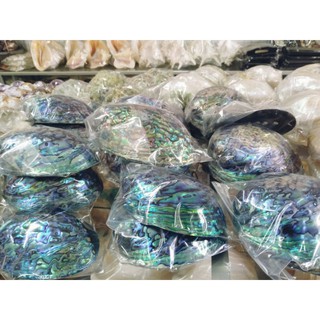 เปลือกหอยเป๋าฮื้อนิวซีแลนด์แท้ Paua Abalone Shell