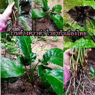 (ขาย เหง้า) ว่าน ต้น ดอก ว่านค้างคาวดำ  ม้าถอนหลัก นางครวญ  บ้านไร่อุดมสุข