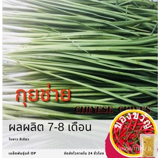 เมล็ดอวบอ้วน100%เมล็ดพันธุ์ กุยช่ายเขียว 250 เมล็ด Garlic chives กุยไช่ กุ่ยช่าย กุ้ยช่าย กุ้ยฉ่าย ✅ราคาถูกปลูกง่าย ซ์้อ