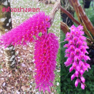 🌸กล้วยไม้เอื้องแปรงสีฟันพระอินทร์​ เอื้องแปรงสีฟัน เอื้องสีฟัน เอื้องหงอนไก่