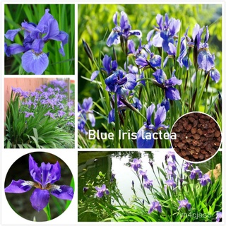 （อัตราการปลูกสูง）เมล็ดดอกไม้สวย บอนสี 100 Seeds Blue Iris Lactea Flower Seeds ต้นไม้มงคล ต้นไม้ฟอกอากาศ ดอกไม้จริง ต้นไม