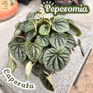 [เปปเปอร์หน้าย่น] Peperomia Caperata ไม้ใบ ไม้สวย ไม้ฟอก ไม้ฟอกอากาศ ไม้ประดับ ไม้หายาก ไม้ดอก ไม้ด่าง