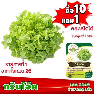 คุณภาพสูง เมล็ด/[10แถม1 มีคู่มือ] เมล็ดพันธุ์ กรีนโอ๊ค Green oak ประมาณ 500 เมล็ด (0.5กรัม) เมล/ขายดี พันธุ์ อินทรีย์ SR