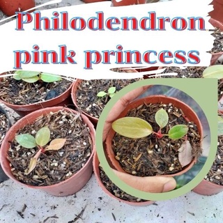 1 กระถาง ต้นพิงค์ปริ้นเซส Philodendron pink princess พิ้งปริ้นเซส เจ้าหญิงสีชมพู คละต้นจัดส่งพร้อมกระถาง