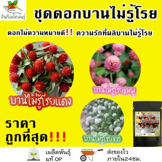 เมล็ดพันธุ์ ชุดดอกบานไม่รู้โรย ดอกไม้ ปลูกง่าย โตไว บานไม่รู้โรยสีแดง/บานไม่รู้โรยสีชมพู/บานไม่รู้โรยสีขาว พร้อมส่ง