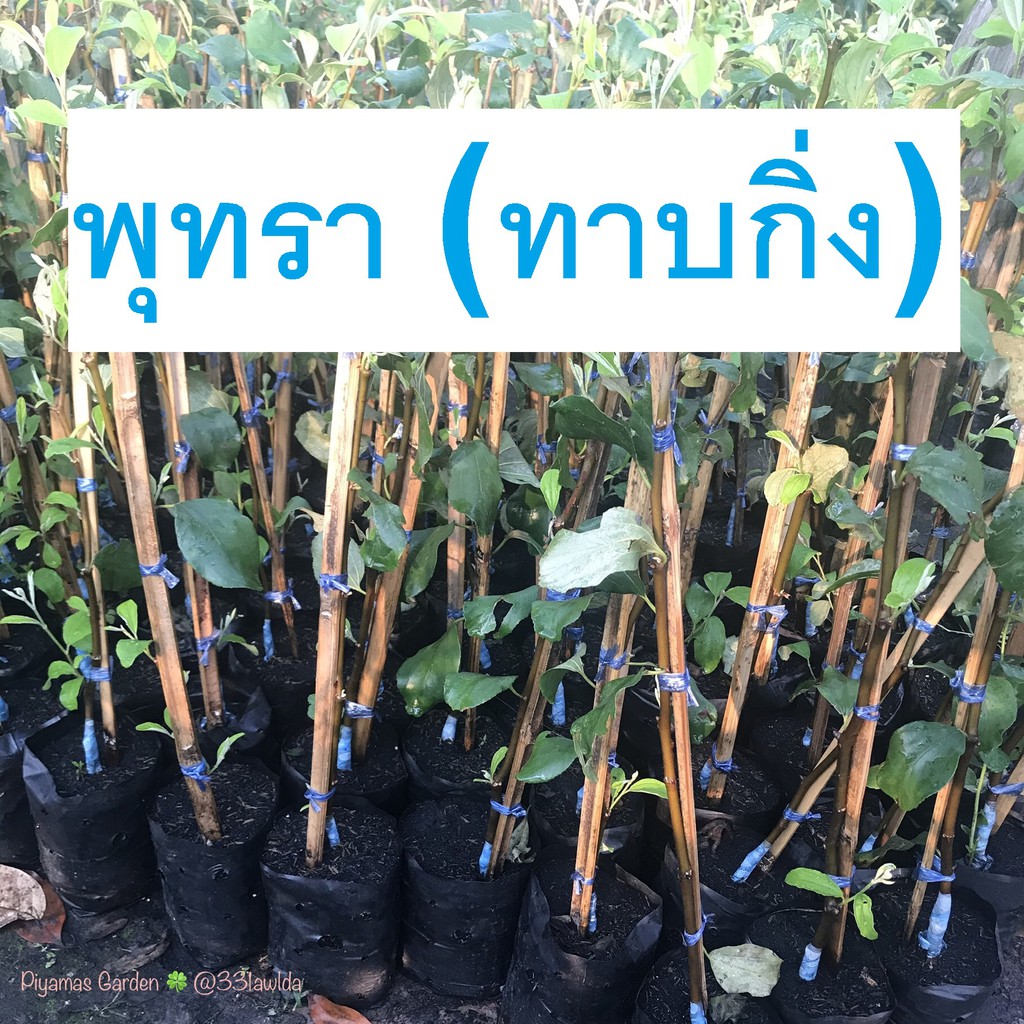 ต้นพุทรา (ทาบกิ่ง) จัมโบ้,สามรส,นมสด ราคาต้นล่ะ99บาท เลือกคละสายพันธุ์ได้ ขายถูก แท้ทุกสายพันธุ์
