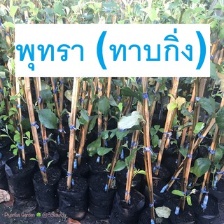 ต้นพุทรา (ทาบกิ่ง) จัมโบ้,สามรส,นมสด ราคาต้นล่ะ99บาท เลือกคละสายพันธุ์ได้ ขายถูก แท้ทุกสายพันธุ์