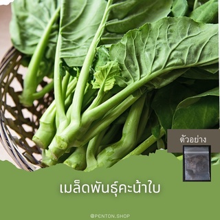 เมล็ดพันธุ์คะน้า 18 เมล็ด🔺ขั้นต่ำโปรดสั่งสินค้าภายในร้าน30บาทขึ่นไปค่ะ