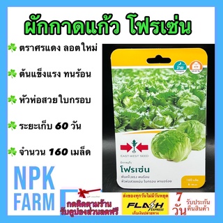 ผักซอง ศรแดง ผักกาดแก้ว โฟรเซ่น จำนวน 160 เมล็ด/ซอง เมล็ดพันธุ์ ลอตใหม่ งอกดี ต้นแข็งแรง ทนร้อน หัวห่อสวยแน่น ใบกรอบ