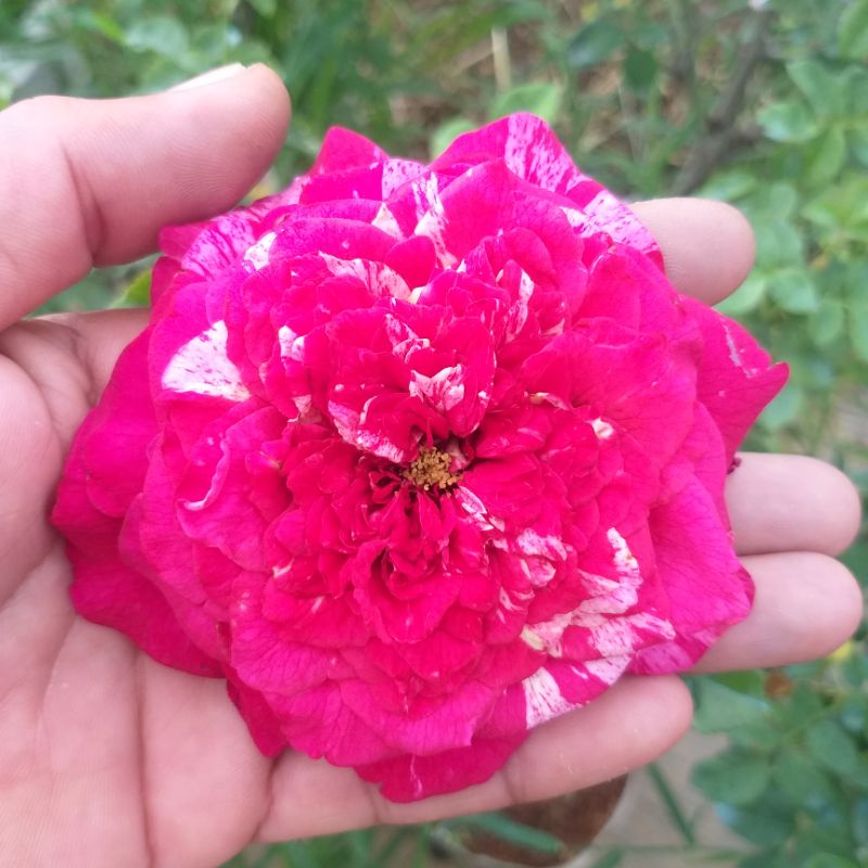 กุหลาบ⚘ นิลไดมอล หอมแรง เลี้ยงง่าย ดอกใหญ่