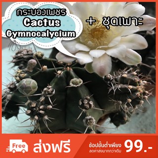 เมล็ดพันธ์ุ“กระบองเพชร Cactus”(พร้อมปลูก) 30เมล็ด