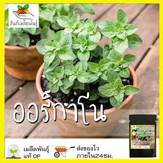 เมล็ดพันธุ์ ออริกาโน 500 เมล็ด Oregano เมล็ดพันธุ์แท้ นำเข้าจากต่างประเทศ พืชผัก สวนครัว ปลูกง่าย โตไว