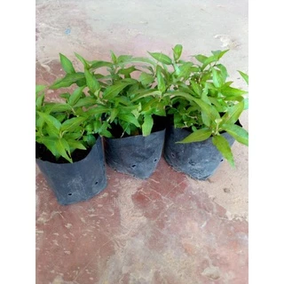 ผักแพวหรือผักไผ่🌱พร้อมปลูก