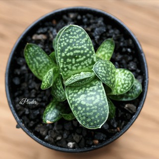 (zibao)Gasteria gracilis Baker/แกสทีเรียกราชิลิสเบเคอกุหลาบหินนำเข้า ไม้อวบน้ำ Succulents (ไลทอป Lithops แคคตัส)