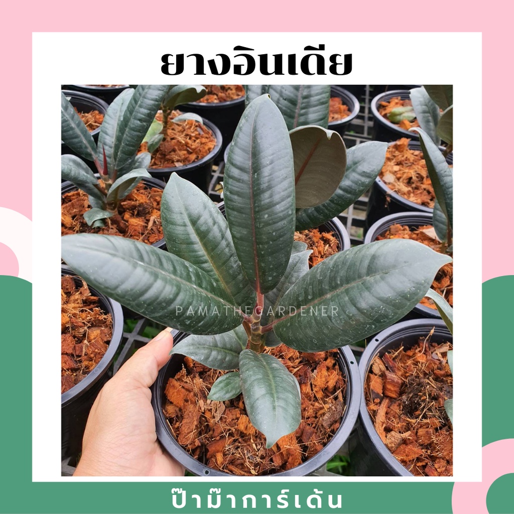 มุมมอง 2