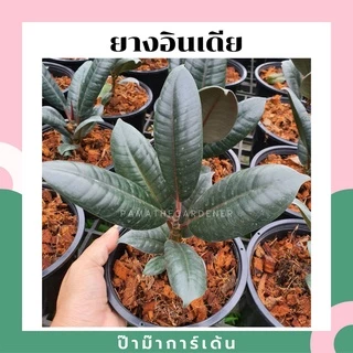 ยางอินเดีย ยางอินเดียใบดำ ยางอินเดียดำ ในกระถางพร้อมตั้ง ขนาด 4 นิ้ว สูง 20-25 ซม.
