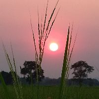 Profile tharadee