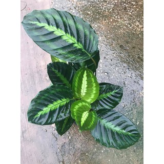 ลินเดเนียนา(คล้าขุนช้าง) 🌿 calathea lindeniana [คล้าหายาก]