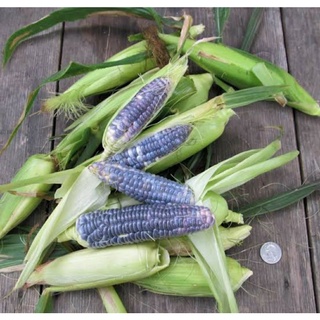 เมล็ดพันธุ์ข้าวโพดหวานสีฟ้า บลู เจด Blue Jade Dwarf Sweet Corn เมล็ดพันธุ์แท้คุณภาพดี ราคาถูก นำเข้าจากต่างประเทศ