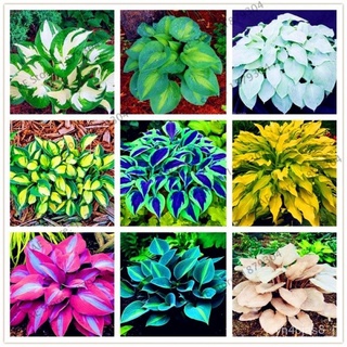 （อัตราการปลูกสูง）ขายส่ง บอนสี 50 เมล็ด เมล็ดพันธุ์ Hosta plantaginea Caladium Seeds บอนสีหายาก ต้นไม้มงคล ต้นไม้ฟอกอากาศ