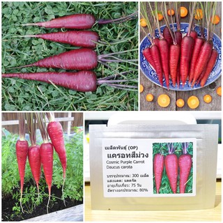 เมล็ดพันธุ์ แครอทสีม่วง (Cosmic Purple Carrot Seed) บรรจุ 300 เมล็ด คุณภาพดี ราคาถูก ของแท้ 100%