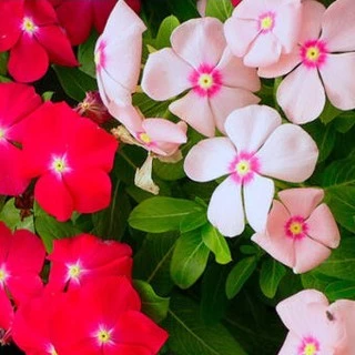 200เม็ด/ซอง เมล็ดแพงพวยฝรั่งคละสีปลูกง่ายมากทนทานสีสันเข้มสวยงามพุ่มเตี้ย