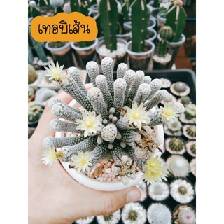 เทอบิเส้น มีทั้งแบบชำหน่อและอยู่บนตอโฟอโร Turbinicarpus Minimus