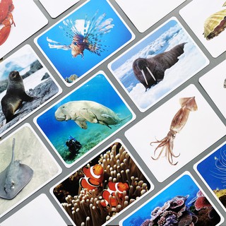 แฟลชการ์ดสัตว์ทะเล แผ่นใหญ่ Flash card Sea Animals  KP013