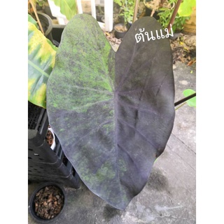 แบล็คเมจิกกลาย/Colocasia Black Magic Var.🖤13/2/65