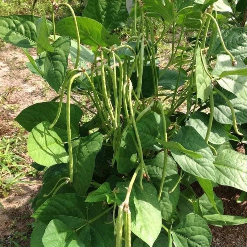 เมล็ดถั่วฝักยาวถั่วเนื้อยาวปลุกง่ายงอกดี ถั่วฝักยาวเขียว