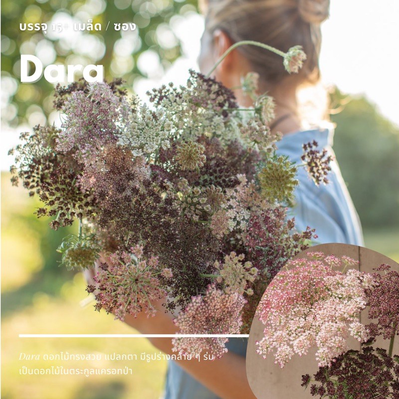 เมล็ดดอกดารา (Dara) คละสี รหัส134