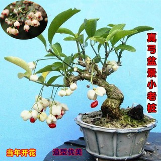 W微盆景绿植盆栽鬼箭羽卫矛真弓小老桩盆景花卉室内阳台庭院植物ราคาท ด ท ส ด