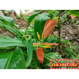 กล้วยบัวส้ม (Flowering banana) เป็นต้นขุดสด จัดส่งขนาดคละไซส์ ขุดตามออเดอร์ จัดส่ง 1-3 วันได้รับสินค้า