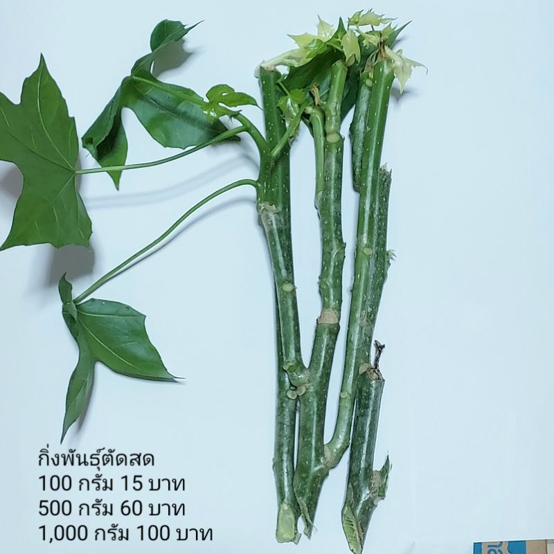 ผักคะน้าไชยา ยอดสดปลอดสารพิษพร้อมรับประทาน ราคา ถูกที่สุด ดีลบีเคเค แกลเลอรีภาพที่ 3