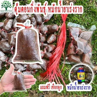 ตุ้มตอนกิ่ง หมักน้ำยาเร่งราก ฟรีเชือกผูกตุ้ม 2 เส้น ทุกถุง