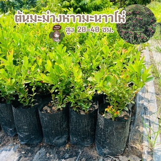 ต้นมะม่วงหาวมะนาวโห่ พันธุ์ไทย ต้นสวย แข็งแรง ส่งไว